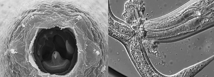 Integrative Evolutionsbiologie - Ralf J. Sommer