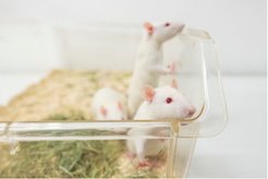 Ratten am MPI für Biologie
