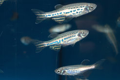 Zebrafische am MPI für Biologie