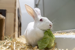 Ein Kaninchen am MPI für Biologie