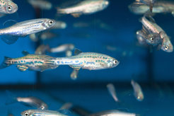 We use zebrafish as a model organism in genetic research