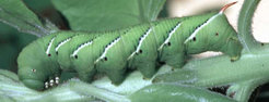 (Figure by courtesy Jan Bolzer, Marburg)