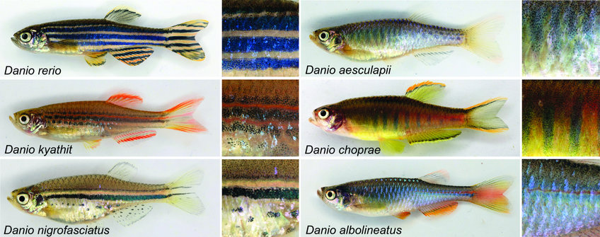 Die Evolution der Farbmuster bei Danio-Arten Die Evolution der Farbmuster bei Danio-Arten