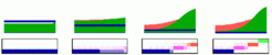 Transplantation upwards or downwards of morphogenetic gradients
