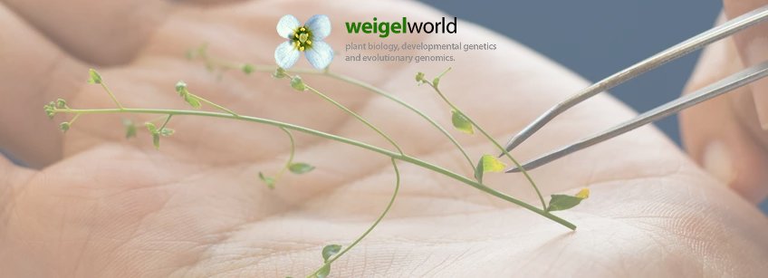 Molecular Biology - Detlef Weigel