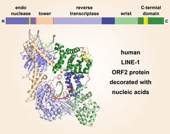 Human LINE-1 ORF2 protein decorated with nucleic acids