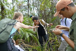 Doktorandin Marleny García-Lozano (Mitte) in Panama mit Dr. Inès Pons (links) und Dr. Hassan Salem (rechts) des Max-Planck-Instituts für Biologie Tübingen.