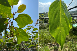 Kiwi vine leaf close-up with visible damage from Pseudomomas syringae pathogen