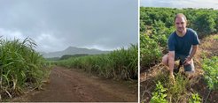 The proof-of-concept application involved collecting Eleusine indica samples across the island to diagnose herbicide resistance. Left: Sugarcane plantations; Right: Dr. Lutz in a chili field with heavy E. indica infestation