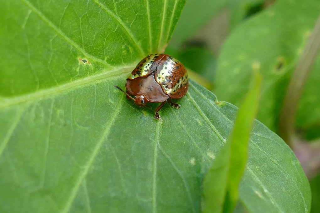 Tortoise leaf beetles