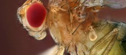 Drosophila fruitflies as model organisms for research on genetics and diseases such as diabetes.