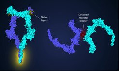 Im Gegensatz zum nativen Liganden, der die intrazellulären Segmente des Rezeptors (gelb hervorgehoben) näher zusammenbringt, bindet das entworfene Protein G-CSFR in einem nicht-signalisierenden ternären Komplex, der eine effektive Rezeptorassoziation in Zellmembranen verhindert.