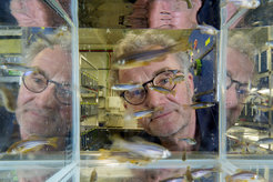Uwe Irion in the Fish House, with zebrafish, at the Max Planck Institute for Biology Tübingen.