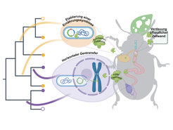 Die Grafik zeigt, wie Käfer sowohl durch horizontalen Gentransfer als auch durch Symbiose mit Bakterien Pektinasen erwerben, die sie zum Abbau von Pektinen, wichtigen Bestandteilen der pflanzlichen Zellwand, benötigen. Der Erwerb dieser Enzyme ermöglicht es den Blattkäfern, eine neue Nahrungsnische zu erschließen. Aus: Kirsch et al., Current Biology 2025. Erstellt in BioRender. Kirsch, R. (2024) - https://BioRender.com/l84e681