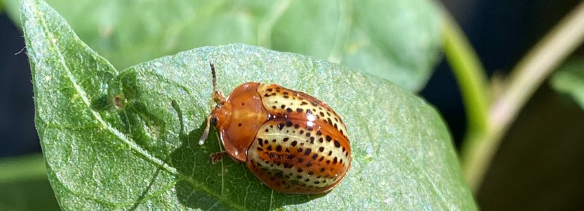 Mutualisms Mutualisms
