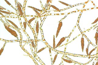 Lipinska Lab - Reproductive Isolation and Speciation in Brown Algae