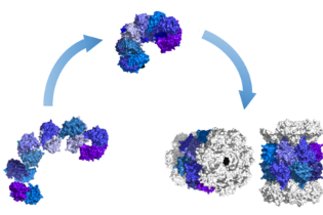 Protein Folding, Unfolding and Degradation